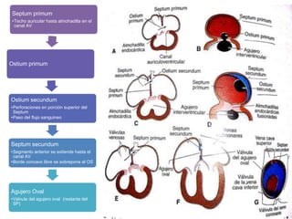  Final de la
4ta semana
Septum primum
•Techo auricular hasta almohadilla en el
canal AV
Ostium primum
Ostium secundum
•Perforaciones en porción superior del
Septum
•Paso del flujo sanguineo
Septum secundum
•Segmento anterior se extiende hasta el
canal AV
•Borde concavo libre se sobrepone al OS
Agujero Oval
•Valvula del agujero oval (restante del
SP)
 