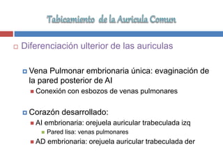  Diferenciación ulterior de las auriculas
 Vena Pulmonar embrionaria única: evaginación de
la pared posterior de AI
 Conexión con esbozos de venas pulmonares
 Corazón desarrollado:
 AI embrionaria: orejuela auricular trabeculada izq
 Pared lisa: venas pulmonares
 AD embrionaria: orejuela auricular trabeculada der
 