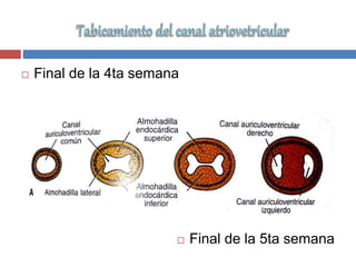  Final de la 4ta semana
 Final de la 5ta semana
 