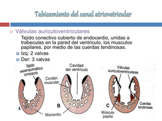  Válvulas auriculoventriculares
Tejido conectivo cubierto de endocardio, unidas a
trabeculas en la pared del ventriculo, los musculos
papilares, por medio de las cuerdas tendinosas.
 Izq: 2 valvas
 Der: 3 valvas
 