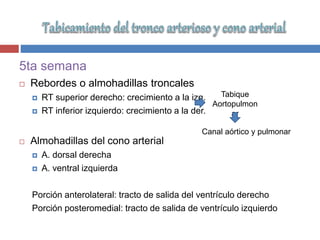 5ta semana
 Rebordes o almohadillas troncales
 RT superior derecho: crecimiento a la izq.
 RT inferior izquierdo: crecimiento a la der.
 Almohadillas del cono arterial
 A. dorsal derecha
 A. ventral izquierda
Porción anterolateral: tracto de salida del ventrículo derecho
Porción posteromedial: tracto de salida de ventrículo izquierdo
Tabique
Aortopulmon
ar
Canal aórtico y pulmonar
 