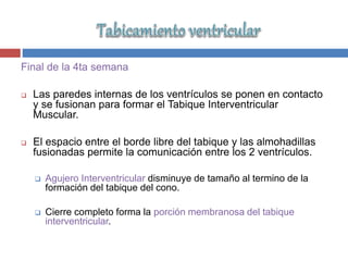 Final de la 4ta semana
 Las paredes internas de los ventrículos se ponen en contacto
y se fusionan para formar el Tabique Interventricular
Muscular.
 El espacio entre el borde libre del tabique y las almohadillas
fusionadas permite la comunicación entre los 2 ventrículos.
 Agujero Interventricular disminuye de tamaño al termino de la
formación del tabique del cono.
 Cierre completo forma la porción membranosa del tabique
interventricular.
 