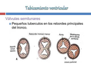 Válvulas semilunares
 Pequeños tuberculos en los rebordes principales
del tronco.
 