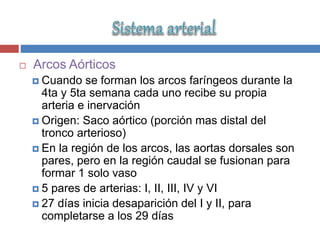  Arcos Aórticos
 Cuando se forman los arcos faríngeos durante la
4ta y 5ta semana cada uno recibe su propia
arteria e inervación
 Origen: Saco aórtico (porción mas distal del
tronco arterioso)
 En la región de los arcos, las aortas dorsales son
pares, pero en la región caudal se fusionan para
formar 1 solo vaso
 5 pares de arterias: I, II, III, IV y VI
 27 días inicia desaparición del I y II, para
completarse a los 29 días
 