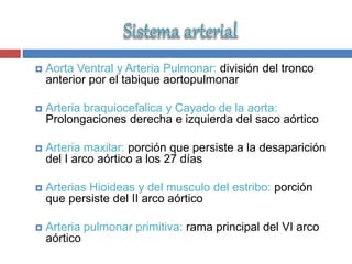 Aorta Ventral y Arteria Pulmonar: división del tronco
anterior por el tabique aortopulmonar
 Arteria braquiocefalica y Cayado de la aorta:
Prolongaciones derecha e izquierda del saco aórtico
 Arteria maxilar: porción que persiste a la desaparición
del I arco aórtico a los 27 días
 Arterias Hioideas y del musculo del estribo: porción
que persiste del II arco aórtico
 Arteria pulmonar primitiva: rama principal del VI arco
aórtico
 