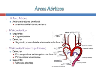  III Arco Aórtico
 Arteria carotidea primitiva
 Arteria carótida interna y externa
 IV Arco Aórtico
 Izquierdo:
 Cayado aórtico
 Derecho:
 Segmento proximal de la arteria subclavia derecha
 VI Arco Aórtico (arco pulmonar)
 Derecho:
 Porción proximal: Arteria pulmonar derecha
 Porción distal: desaparece
 Izquierdo:
 Conducto arterioso
 