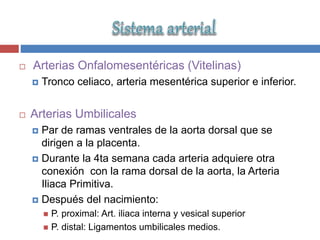  Arterias Onfalomesentéricas (Vitelinas)
 Tronco celiaco, arteria mesentérica superior e inferior.
 Arterias Umbilicales
 Par de ramas ventrales de la aorta dorsal que se
dirigen a la placenta.
 Durante la 4ta semana cada arteria adquiere otra
conexión con la rama dorsal de la aorta, la Arteria
Iliaca Primitiva.
 Después del nacimiento:
 P. proximal: Art. iliaca interna y vesical superior
 P. distal: Ligamentos umbilicales medios.
 