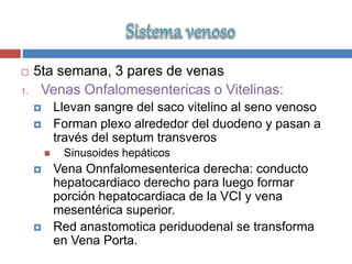  5ta semana, 3 pares de venas
1. Venas Onfalomesentericas o Vitelinas:
 Llevan sangre del saco vitelino al seno venoso
 Forman plexo alrededor del duodeno y pasan a
través del septum transveros
 Sinusoides hepáticos
 Vena Onnfalomesenterica derecha: conducto
hepatocardiaco derecho para luego formar
porción hepatocardiaca de la VCI y vena
mesentérica superior.
 Red anastomotica periduodenal se transforma
en Vena Porta.
 