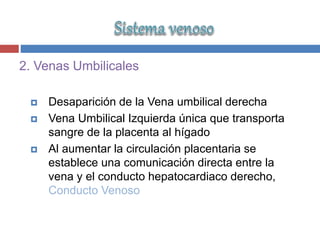 2. Venas Umbilicales
 Desaparición de la Vena umbilical derecha
 Vena Umbilical Izquierda única que transporta
sangre de la placenta al hígado
 Al aumentar la circulación placentaria se
establece una comunicación directa entre la
vena y el conducto hepatocardiaco derecho,
Conducto Venoso
 