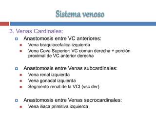 3. Venas Cardinales:
 Anastomosis entre VC anteriores:
 Vena braquiocefalica izquierda
 Vena Cava Superior: VC común derecha + porción
proximal de VC anterior derecha
 Anastomosis entre Venas subcardinales:
 Vena renal izquierda
 Vena gonadal izquierda
 Segmento renal de la VCI (vsc der)
 Anastomosis entre Venas sacrocardinales:
 Vena iliaca primitiva izquierda
 