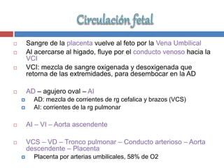  Sangre de la placenta vuelve al feto por la Vena Umbilical
 Al acercarse al higado, fluye por el conducto venoso hacia la
VCI
 VCI: mezcla de sangre oxigenada y desoxigenada que
retorna de las extremidades, para desembocar en la AD
 AD – agujero oval – AI
 AD: mezcla de corrientes de rg cefalica y brazos (VCS)
 AI: corrientes de la rg pulmonar
 AI – VI – Aorta ascendente
 VCS – VD – Tronco pulmonar – Conducto arterioso – Aorta
descendente – Placenta
 Placenta por arterias umbilicales, 58% de O2
 
