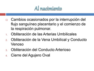  Cambios ocasionados por la interrupción del
flujo sanguíneo placentario y el comienzo de
la respiración pulmonar.
1. Obliteración de las Arterias Umbilicales
2. Obliteración de la Vena Umbilical y Conducto
Venoso
3. Obliteración del Conducto Arterioso
4. Cierre del Agujero Oval
 