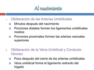 1. Obliteración de las Arterias Umbilicales
 Minutos después del nacimiento
 Porciones distales forman los ligamentos umbilicales
medios
 Porciones proximales forman las arterias vesicales
superiores
2. Obliteración de la Vena Umbilical y Conducto
Venoso
 Poco después del cierre de las arterias umbilicales
 Vena umbilical forma el ligamento redondo del
hígado
 