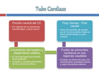 Porción central del CC
• Por delante de la membrana
bucofaríngea y placa neural
Crecimiento del cerebro y
plegamiento cefálico
• M. Bucofaríngea traccionada
hacia adelante
• Corazón y cavidad pericardica:
de la rg cervical al tórax
Fusión de primordios
cardiacos en sus
regiones caudales
• Corazón en forma de tubo con
revestimiento endotelial interno
y capa miocardica externa
Flujo Venoso : Polo
caudal
• Inicio del bombeo de sangre
por el 1er Arco aórtico hacia la
aorta dorsal desde su polo
craneal
 