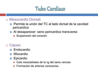  Mesocardio Dorsal:
 Permite la unión del TC al lado dorsal de la cavidad
pericardica
 Al desaparecer: seno pericardico transverso
 Suspensión del corazón
 Capas:
 Endocardio
 Miocardio
 Epicardio
 Cels mesoteliales de la rg del seno venoso
 Formación de arterias coronarias.
 