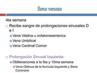 4ta semana
 Recibe sangre de prolongaciones sinusales D
e I
 Vena Vitelina u onfalomesenterica
 Vena Umbilical
 Vena Cardinal Común
 Prolongación Sinusal Izquierda:
 Obliteraciones a la 5ta y 10ma semana
 Vena Oblicua de la Aurícula Izquierda y Seno
Coronario
 