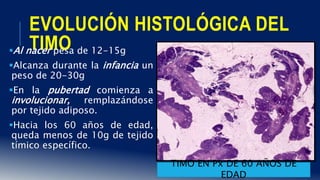 EVOLUCIÓN HISTOLÓGICA DEL
TIMOAl nacer pesa de 12-15g
Alcanza durante la infancia un
peso de 20-30g
En la pubertad comienza a
involucionar, remplazándose
por tejido adiposo.
Hacia los 60 años de edad,
queda menos de 10g de tejido
tímico específico.
TIMO EN Px DE 60 AÑOS DE
EDAD
 