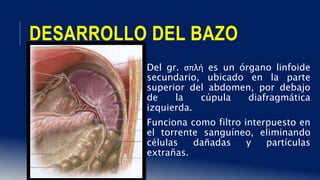DESARROLLO DEL BAZO
Del gr. σπλή es un órgano linfoide
secundario, ubicado en la parte
superior del abdomen, por debajo
de la cúpula diafragmática
izquierda.
Funciona como filtro interpuesto en
el torrente sanguíneo, eliminando
células dañadas y partículas
extrañas.
 