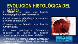 EVOLUCIÓN HISTOLÓGICA DEL
BAZOEl bazo fetal tiene una función
hematopoyética. (Eritropoyética)
La eritropoyesis disminuye después del
5to mes de vida fetal
Posterior al nacimiento tiene función
linfopoyética.
En casos patológicos (leucemias)
adquiere de nuevo la función
hematopoyética Metaplasia mieloide.
A menudo se forman bazos accesorios
capaces de hipertrofiarse si se realiza
RUPTURA
POR
TRAUMATISM
O
 
