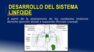 DESARROLLO DEL SISTEMA
LINFOIDEConducto torácico
A partir de la anastomosis de los conductos torácicos
derecho (porción distal) e izquierdo (Porción craneal)
 