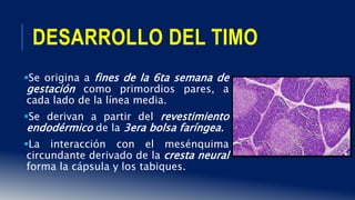 DESARROLLO DEL TIMO
Se origina a fines de la 6ta semana de
gestación como primordios pares, a
cada lado de la línea media.
Se derivan a partir del revestimiento
endodérmico de la 3era bolsa faríngea.
La interacción con el mesénquima
circundante derivado de la cresta neural
forma la cápsula y los tabiques.
 