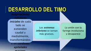 DESARROLLO DEL TIMOLas dos
evaginaciones
tubulares
iniciales de cada
lado se
extienden
caudal y
medialmente,
transformándos
e en cordones
epiteliales
Los extremos
inferiores se tornan
más gruesos.
La unión con la
faringe involuciona
y desaparece
 