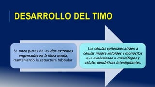 DESARROLLO DEL TIMO
Se unen partes de los dos extremos
engrosados en la línea media,
manteniendo la estructura bilobular.
Las células epiteliales atraen a
células madre linfoides y monocitos
que evolucionan a macrófagos y
células dendríticas interdigitantes.
 