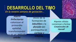 DESARROLLO DEL TIMO
En la novena semana de gestación…
Las células
madre
linfocitarias
colonizan el
primordio
epitelial,
transformándol
o en un retículo
celular.
Se observa el
inicio de la
formación de
lobulillos y la
división del
parénquima en
corteza y
médula.
Algunas células
comienzan a formar
Corpúsculos de
Hassall
 