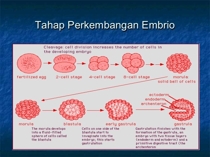 Embriologi