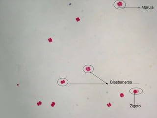 Mórula Blastomeros Zigoto 