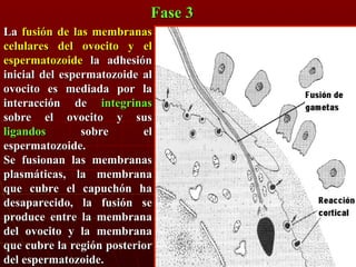 Fase 3 La  fusión de las membranas celulares del ovocito y el espermatozoide  la adhesión inicial del espermatozoide al ovocito es mediada por la interacción de  integrinas   sobre el ovocito y sus  ligandos  sobre el espermatozoide.  Se fusionan las membranas plasmáticas, la membrana que cubre el capuchón ha desaparecido, la fusión se produce entre la membrana del ovocito y la membrana que cubre la región posterior del espermatozoide.  