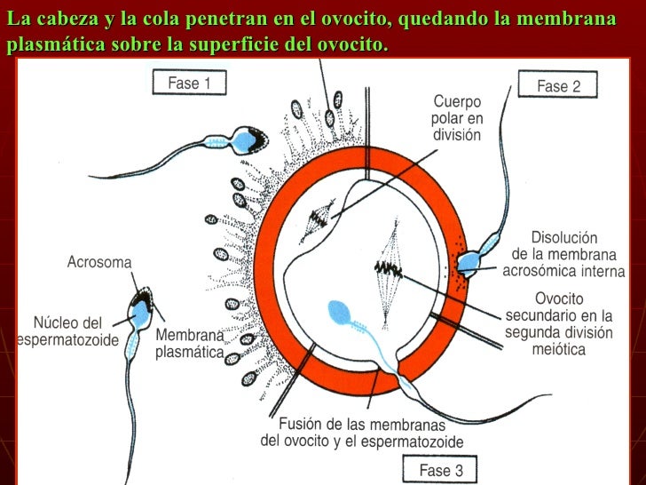 Embriologia 1 2008
