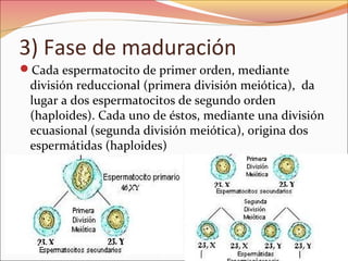 3) Fase de maduración
Cada espermatocito de primer orden, mediante
división reduccional (primera división meiótica), da
lugar a dos espermatocitos de segundo orden
(haploides). Cada uno de éstos, mediante una división
ecuasional (segunda división meiótica), origina dos
espermátidas (haploides)
 