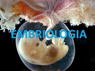 Embriologia 