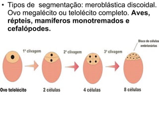 Tipos de  segmentação: meroblástica discoidal. Ovo megalécito ou telolécito completo.  Aves, répteis, mamíferos monotremados e cefalópodes. 