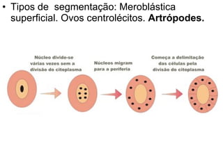Tipos de  segmentação: Meroblástica superficial. Ovos centrolécitos.  Artrópodes. 