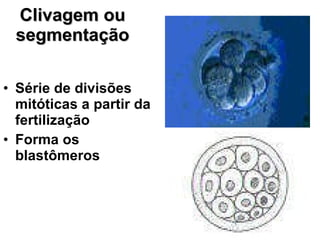 Clivagem ou segmentação Série de divisões mitóticas a partir da fertilização Forma os blastômeros 