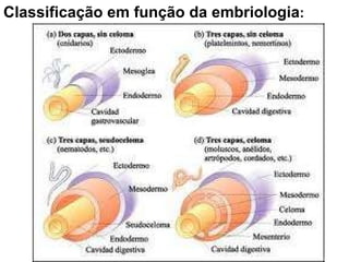 Classificação em função da embriologia : 