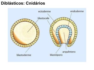 Diblásticos: Cnidários  