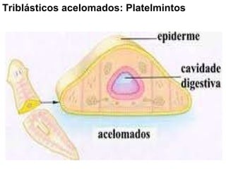 Triblásticos acelomados: Platelmintos  
