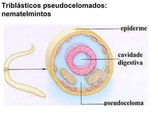 Triblásticos pseudocelomados: nematelmintos 