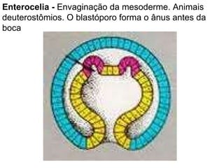 Enterocelia -  Envaginação da mesoderme. Animais deuterostômios. O blastóporo forma o ânus antes da boca 