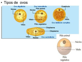 Tipos de  ovos  