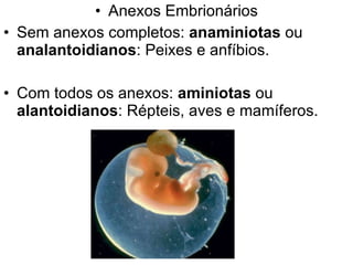 Anexos Embrionários Sem anexos completos:  anaminiotas  ou  analantoidianos : Peixes e anfíbios. Com todos os anexos:  aminiotas  ou  alantoidianos : Répteis, aves e mamíferos. 