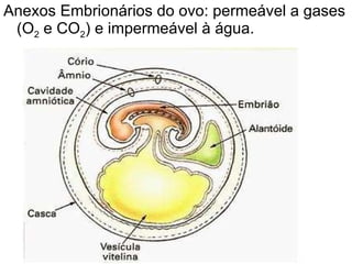 Anexos Embrionários do ovo: permeável a gases (O 2  e CO 2 ) e impermeável à água.  