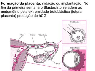 Formação da placenta:  nidação ou implantação :  No fim da primeira semana o  Blastocisto  se adere ao endométrio pela extremidade  trofoblástica  (futura placenta) produção de hCG. 