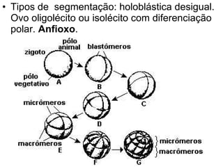 Tipos de  segmentação: holoblástica desigual. Ovo oligolécito ou isolécito com diferenciação polar.  Anfioxo .  