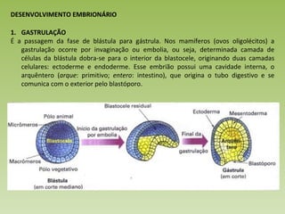 DESENVOLVIMENTO EMBRIONÁRIO GASTRULAÇÃO É a passagem da fase de blástula para gástrula. Nos mamíferos (ovos oligolécitos) a gastrulação ocorre por invaginação ou embolia, ou seja, determinada camada de células da blástula dobra-se para o interior da blastocele, originando duas camadas celulares: ectoderme e endoderme. Esse embrião possui uma cavidade interna, o arquêntero ( arque : primitivo;  entero : intestino), que origina o tubo digestivo e se comunica com o exterior pelo blastóporo. 