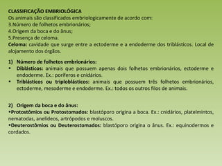 CLASSIFICAÇÃO EMBRIOLÓGICA Os animais são classificados embriologicamente de acordo com: Número de folhetos embrionários; Origem da boca e do ânus; Presença de celoma. Celoma:  cavidade que surge entre a ectoderme e a endoderme dos triblásticos. Local de alojamento dos órgãos. Número de folhetos embrionários: Diblásticos:  animais que possuem apenas dois folhetos embrionários, ectoderme e endoderme. Ex.: poríferos e cnidários. Triblásticos ou triploblásticos:  animais que possuem três folhetos embrionários, ectoderme, mesoderme e endoderme. Ex.: todos os outros filos de animais.  2)  Origem da boca e do ânus: Protostômios ou Protostomados:  blastóporo origina a boca. Ex.: cnidários, platelmintos, nematodas, anelídeos, artrópodos e moluscos.  Deuterostômios ou Deuterostomados:  blastóporo origina o ânus. Ex.: equinodermos e cordados. 