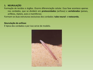 NEURULAÇÃO Formação de tecidos e órgãos. Ocorre diferenciação celular. Essa fase acontece apenas nos cordados, que se dividem em  protocordados  (anfioxo) e  vertebrados  (peixes, anfíbios, répteis, aves e mamíferos). Formam-se duas estruturas exclusivas dos cordados:  tubo neural  e  notocorda. Neurulação do anfioxo É típica dos cordados e por isso serve de modelo. 